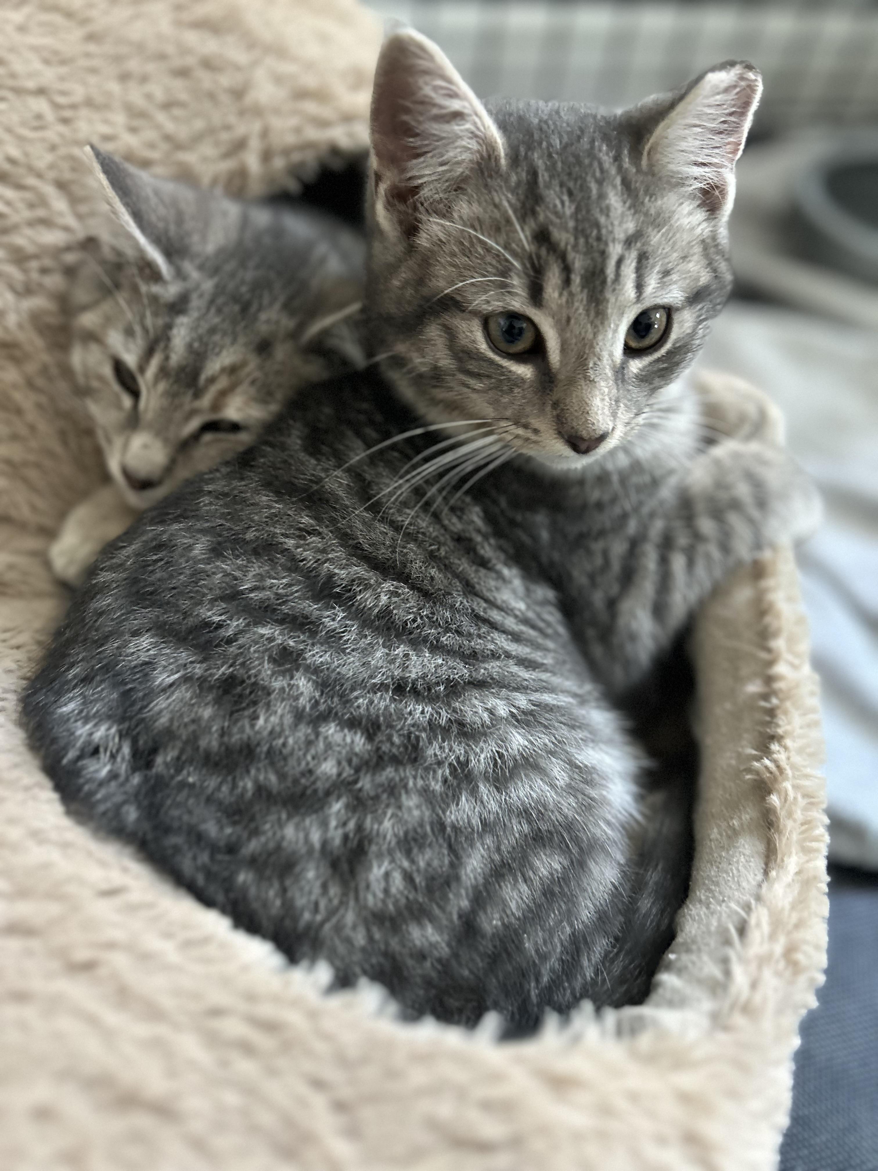 🐾carrie & Kirby!!!!🐾 thumbnail 6