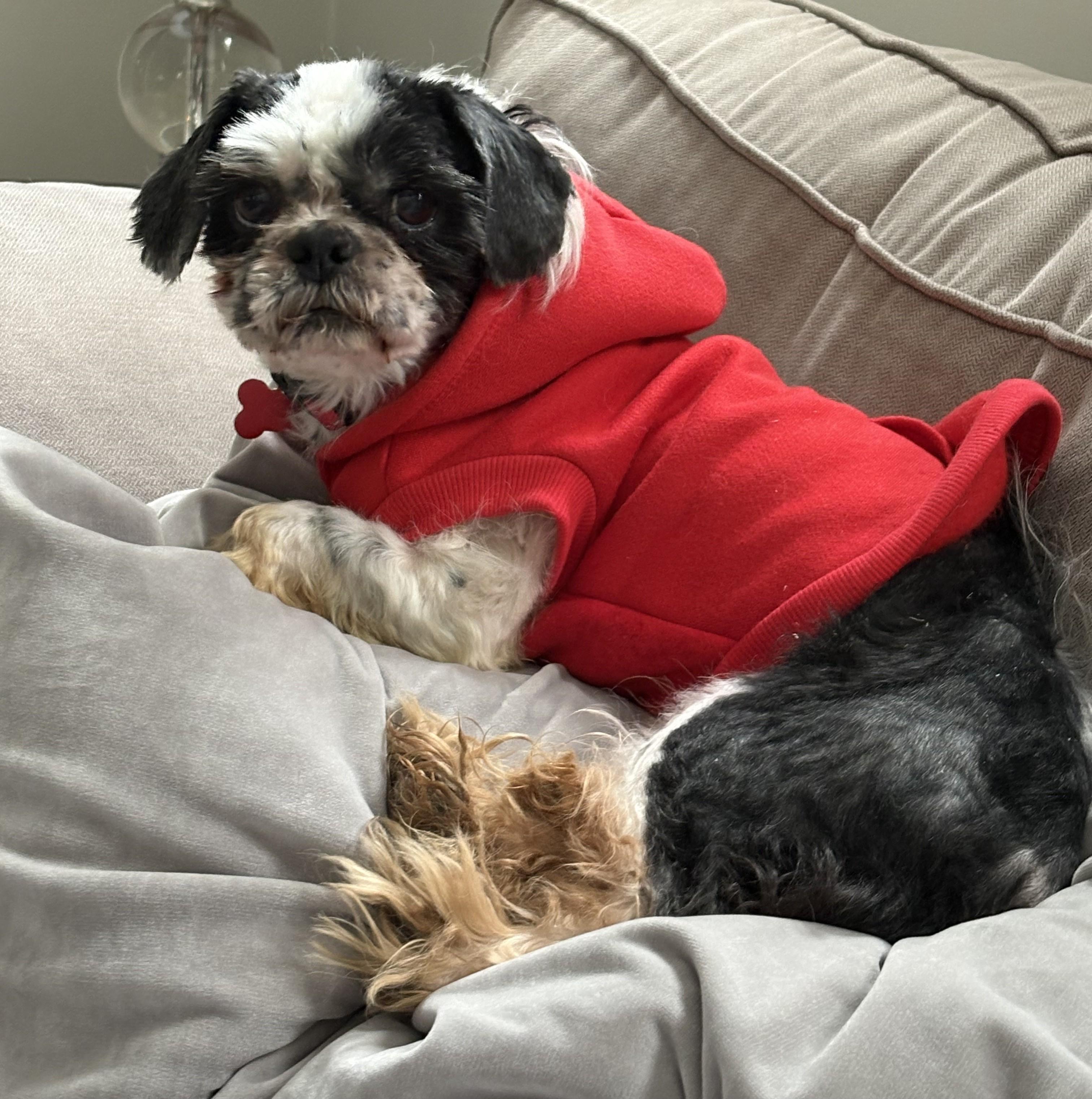 Finnegan thumbnail 2