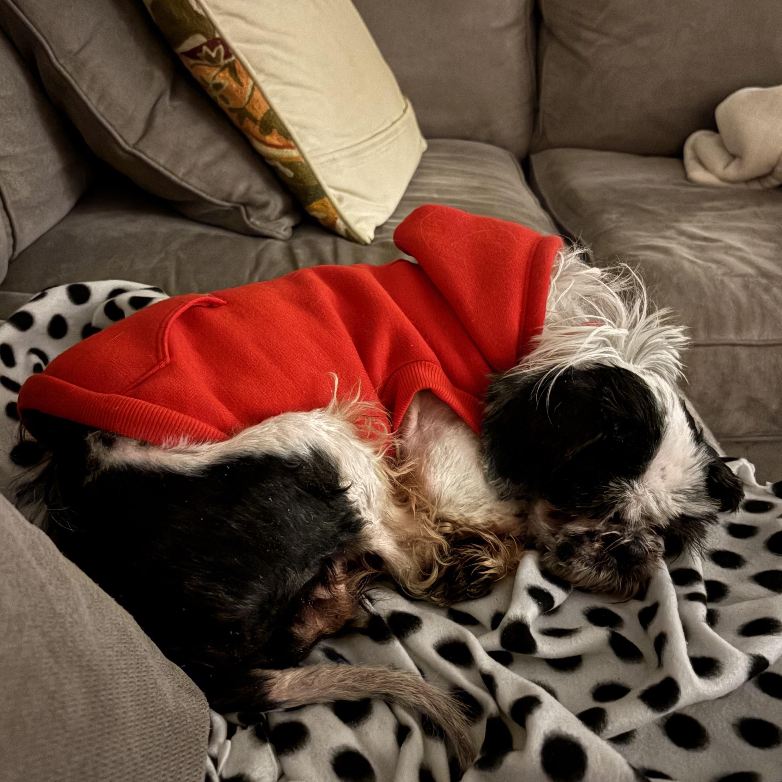 Finnegan thumbnail 3