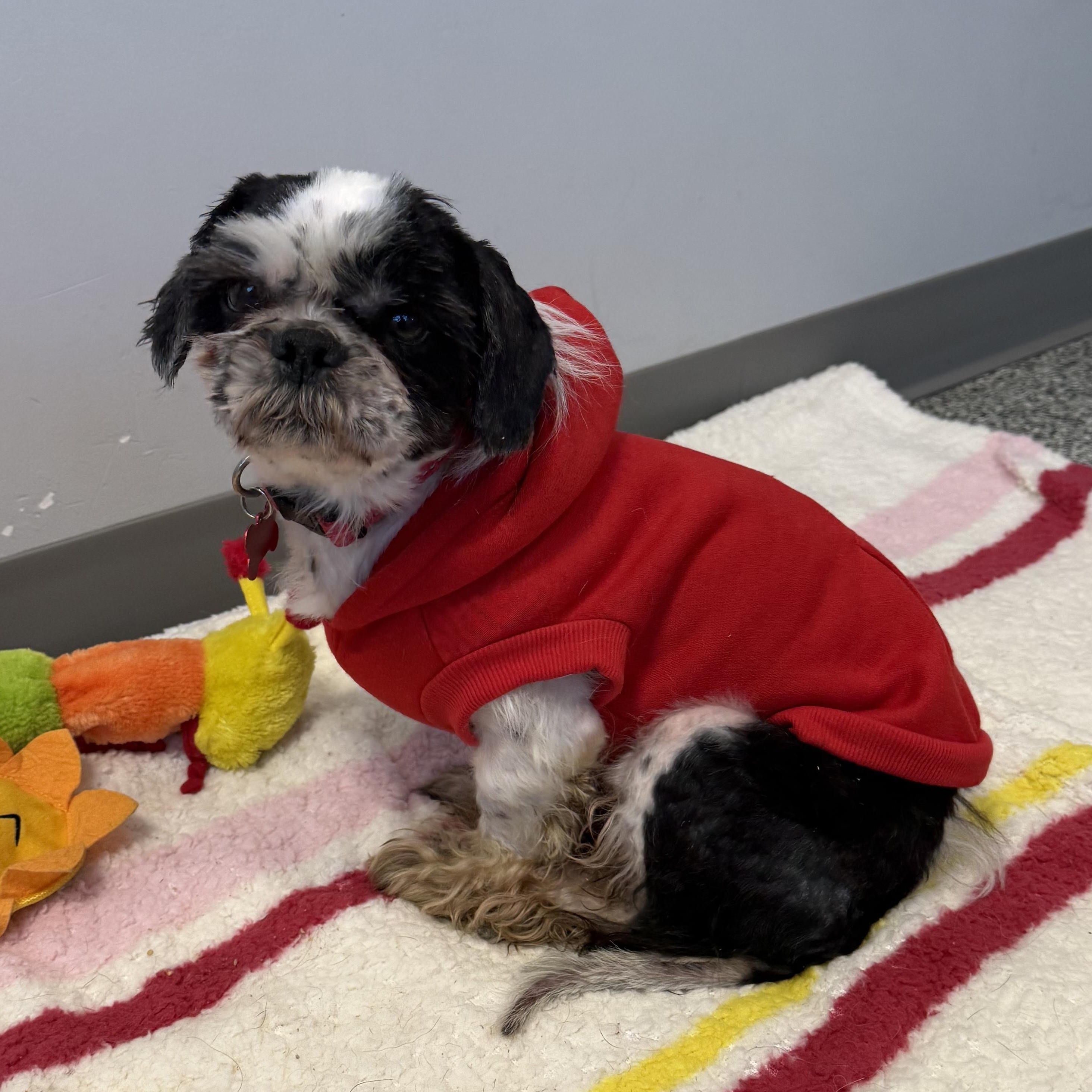 Finnegan thumbnail 4