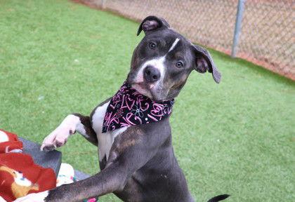 Cookie Athens thumbnail 2