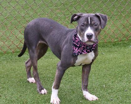 Cookie Athens thumbnail 3