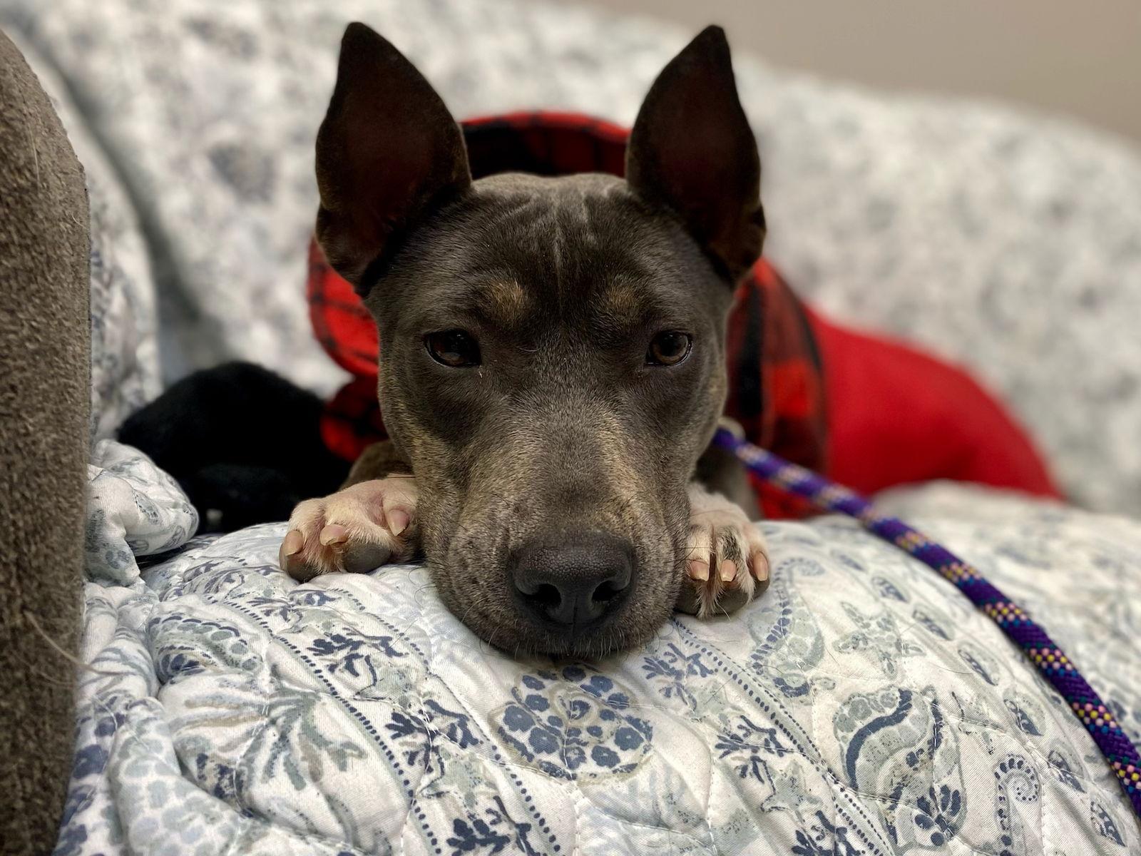 Dahlia Dixon thumbnail 2