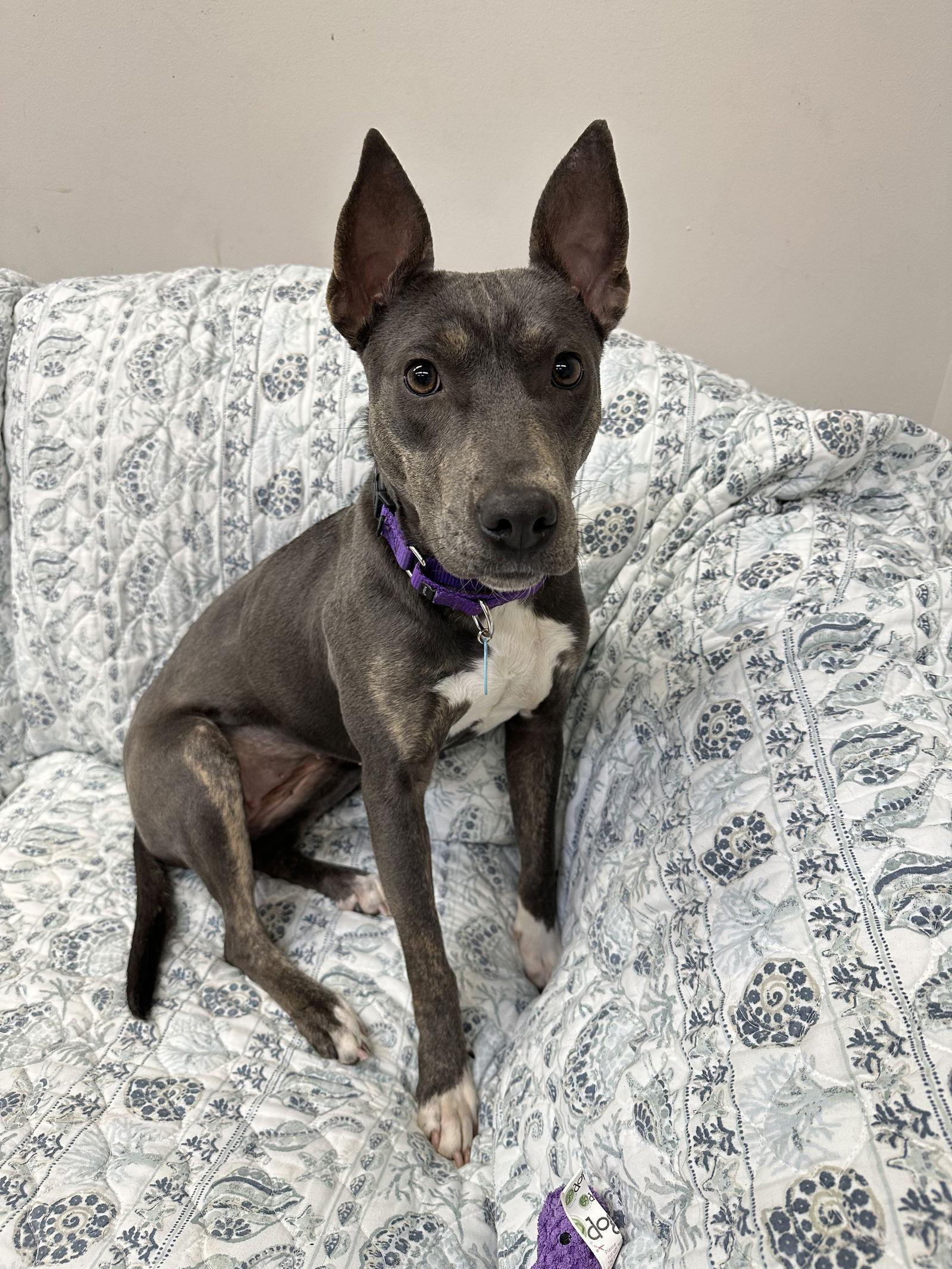 Dahlia Dixon thumbnail 3