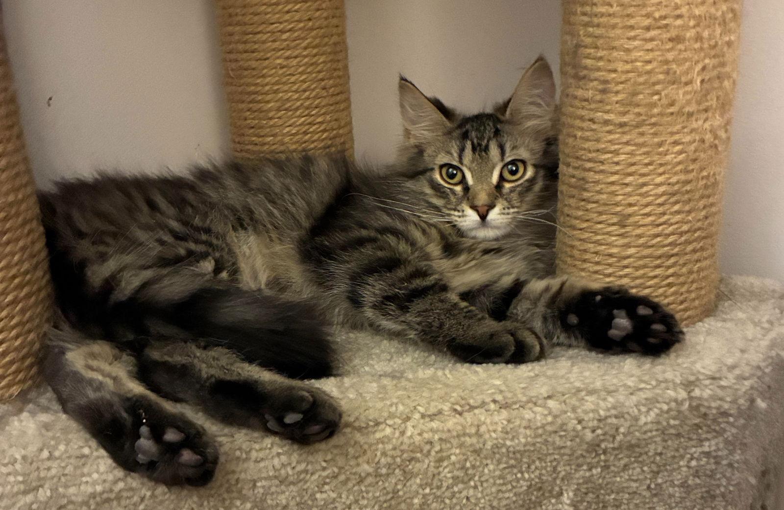 Willoww Onyxc thumbnail 2