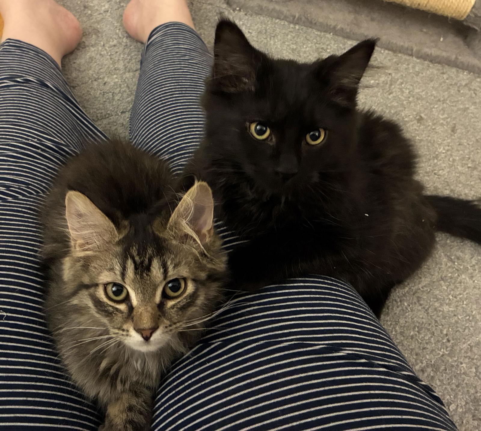 Willoww Onyxc thumbnail 3