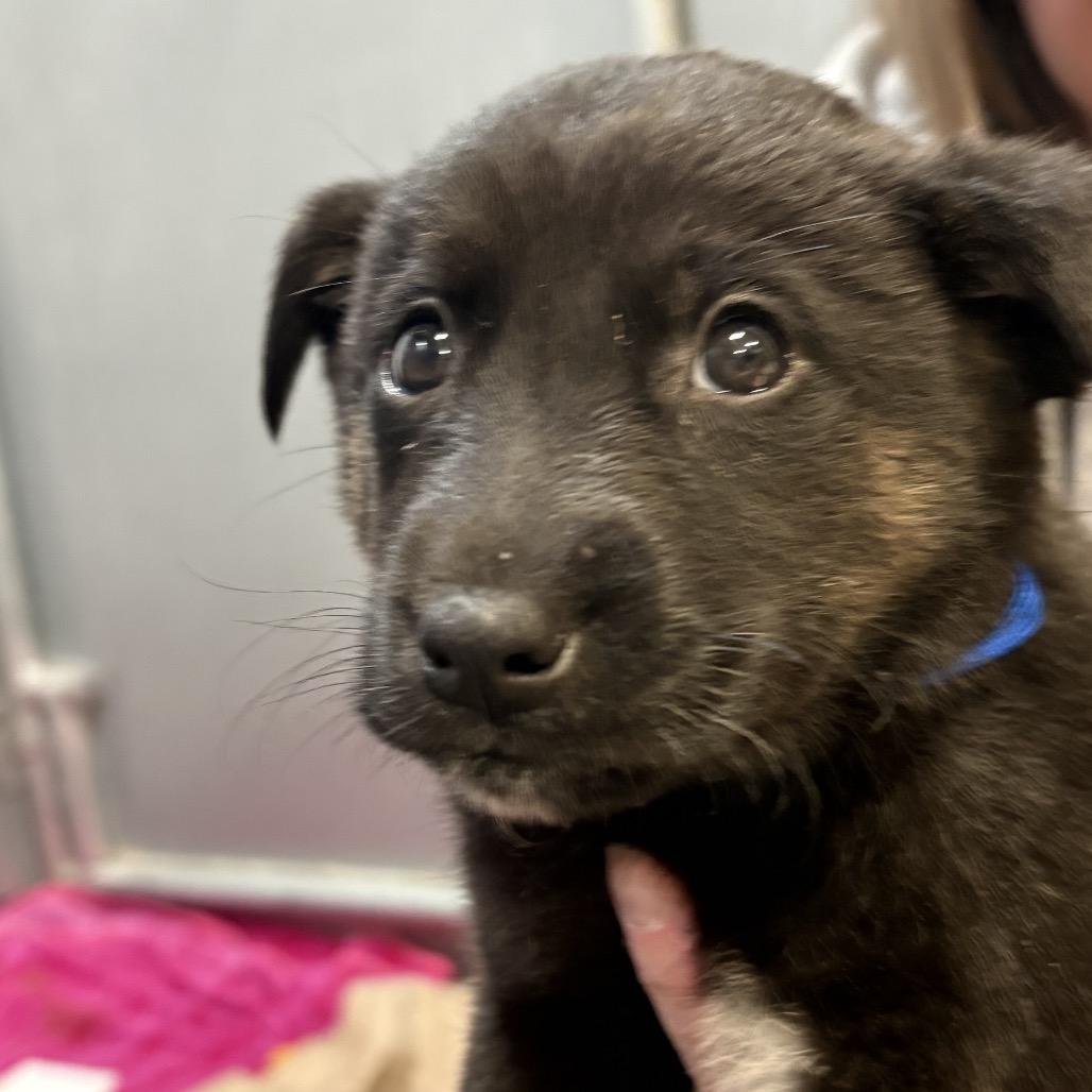 Johnny Utahblue Collar