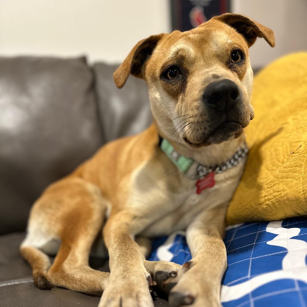 Dumpling thumbnail 2