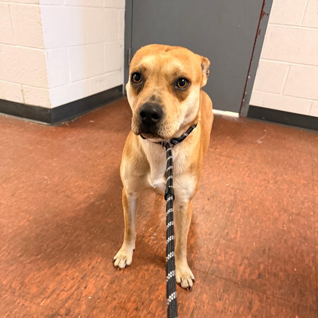 Dumpling thumbnail 3