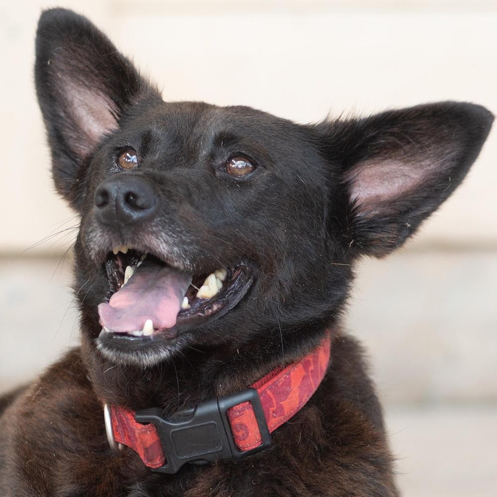 Bluebell thumbnail 5