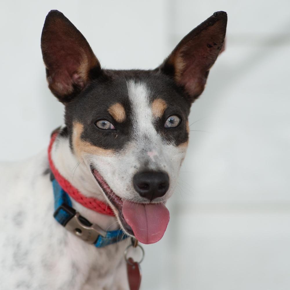 Macaroni thumbnail 2