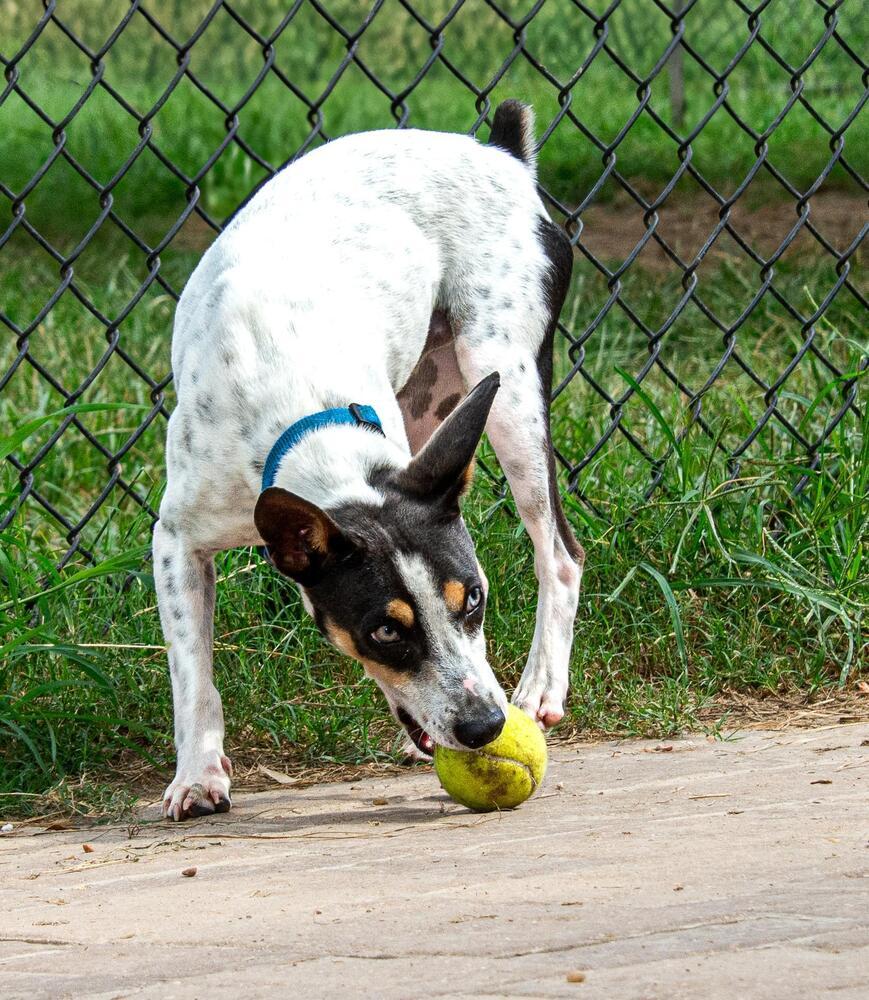 Macaroni thumbnail 3