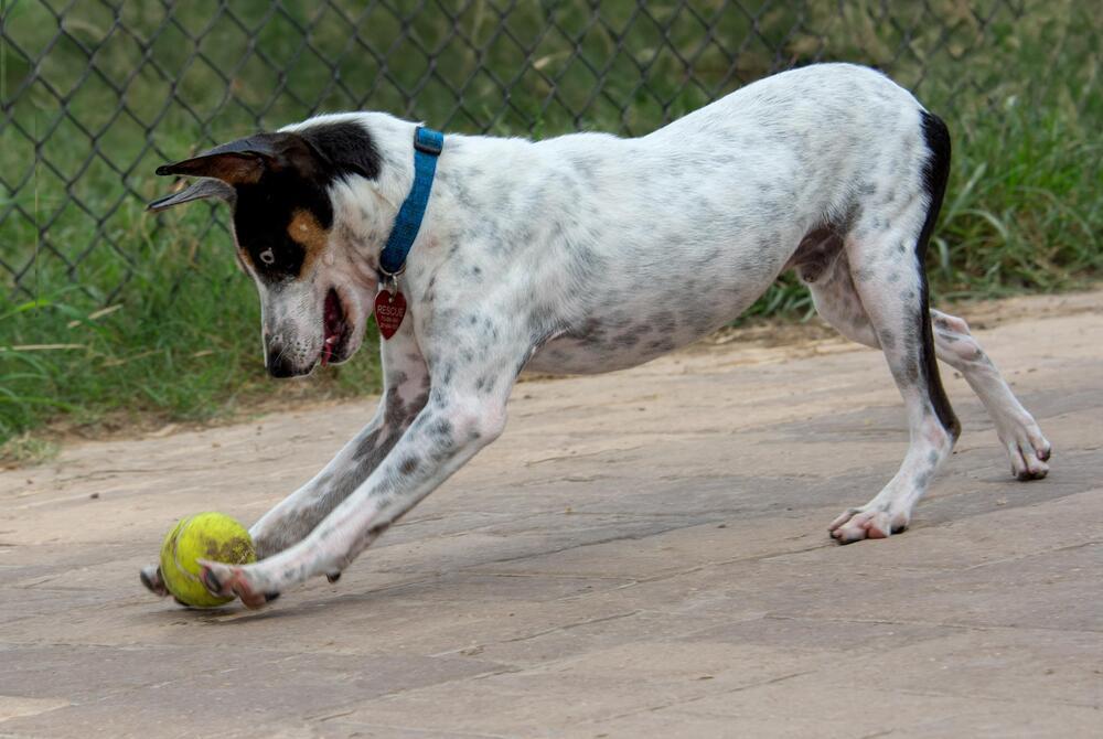 Macaroni thumbnail 4