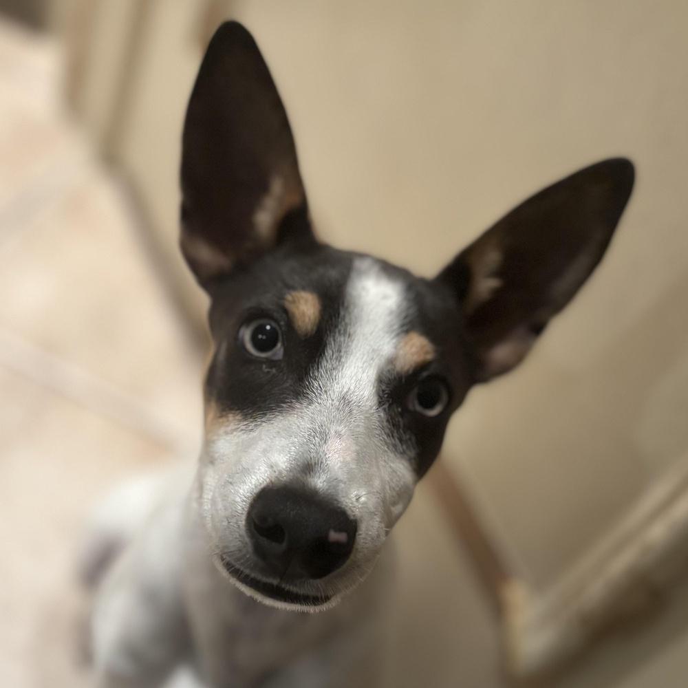 Macaroni thumbnail 6