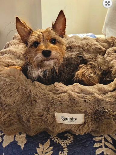 Snickers thumbnail 2