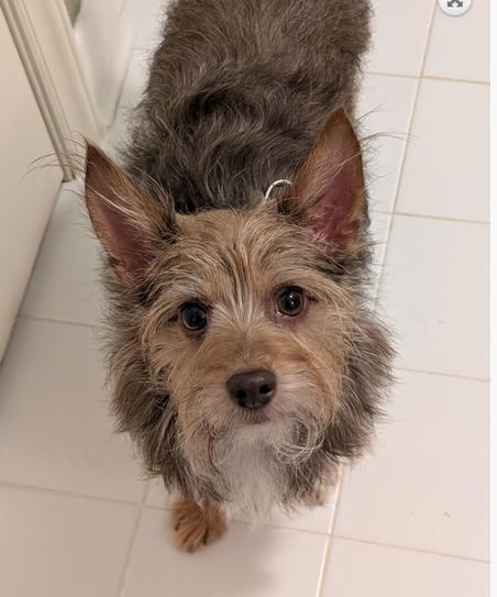 Snickers thumbnail 4