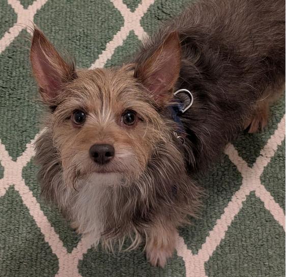 Snickers thumbnail 5