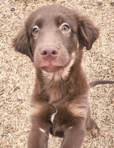 Pup Titus thumbnail 2