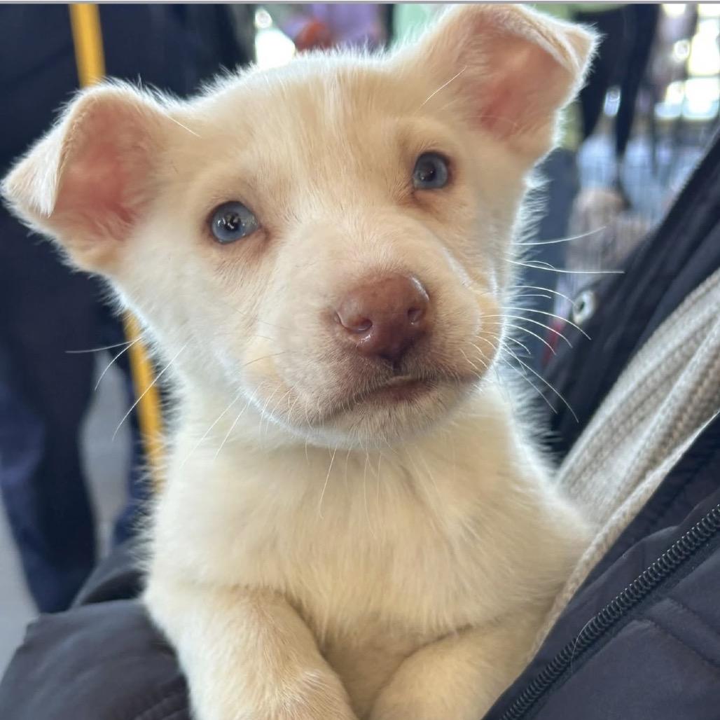 Pepperoni thumbnail 2