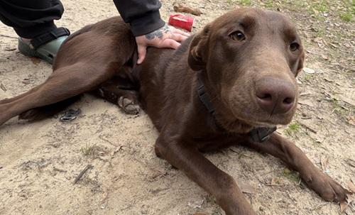 Miss Willow thumbnail 3