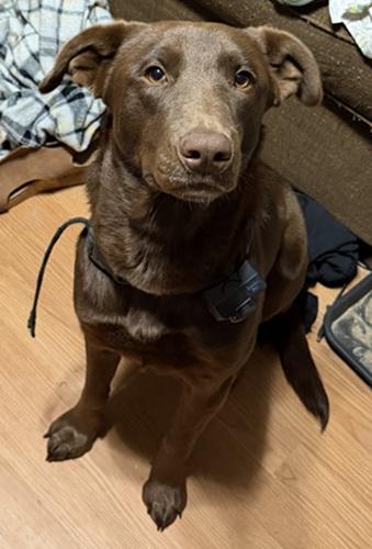 Miss Willow thumbnail 4