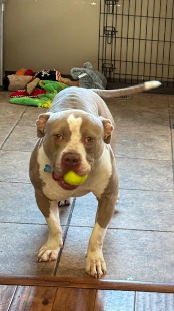 Callaway thumbnail 4