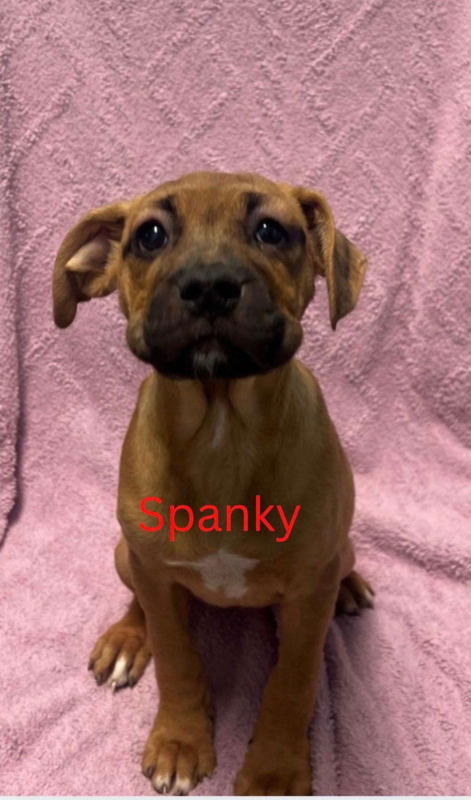 Spanky