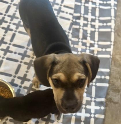 Leonardo thumbnail 3