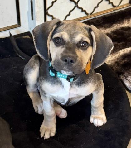 Leonardo thumbnail 4