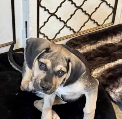 Leonardo thumbnail 5