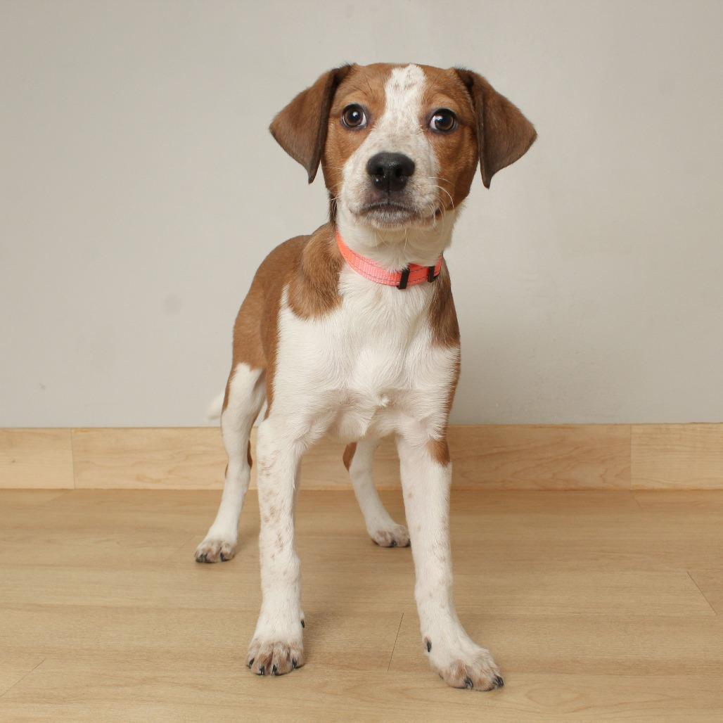 Sleighbell Spectacle D