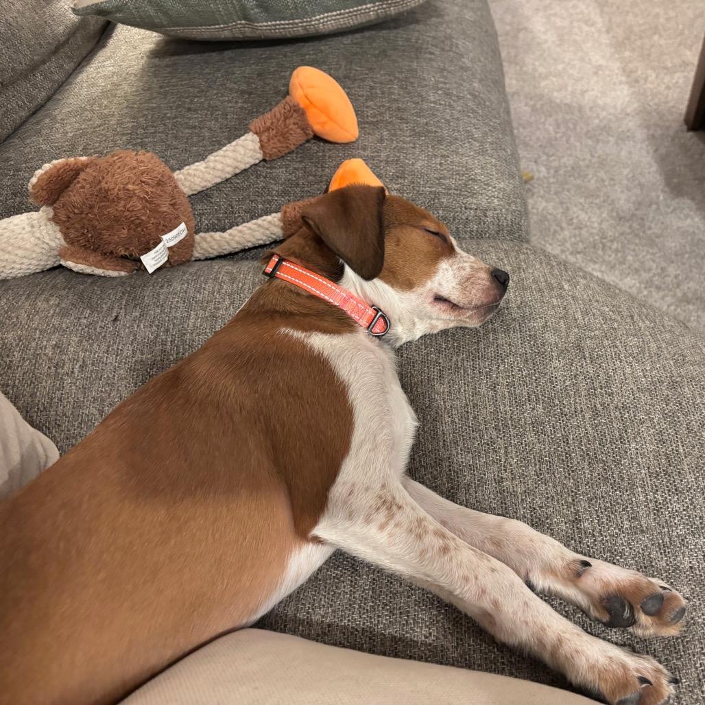 Sleighbell Spectacle D thumbnail 2