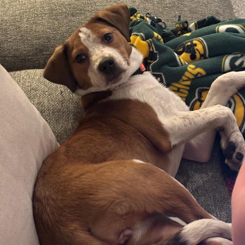 Sleighbell Spectacle D thumbnail 4