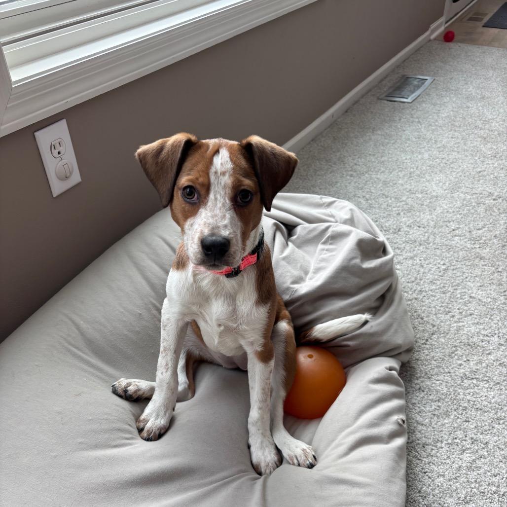 Sleighbell Spectacle D thumbnail 6