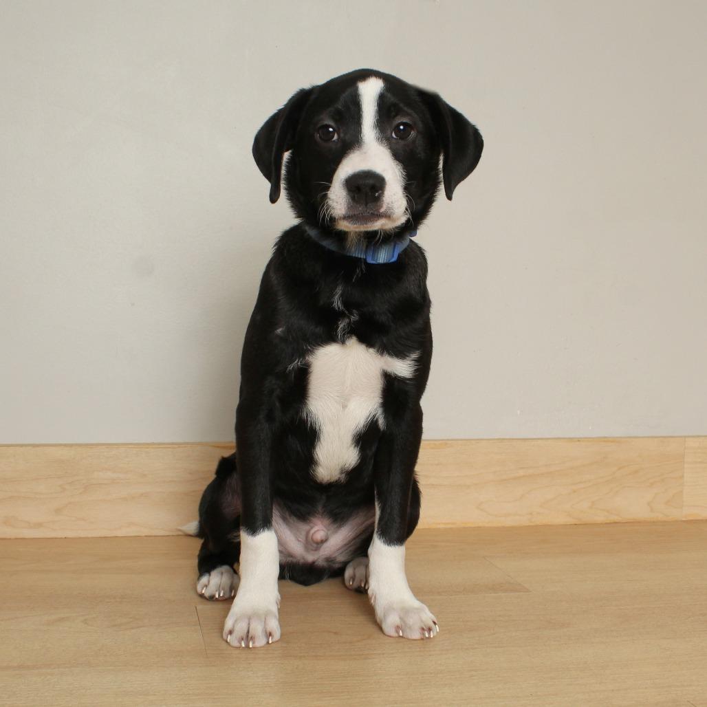 Snowflake Sparkle D thumbnail 2