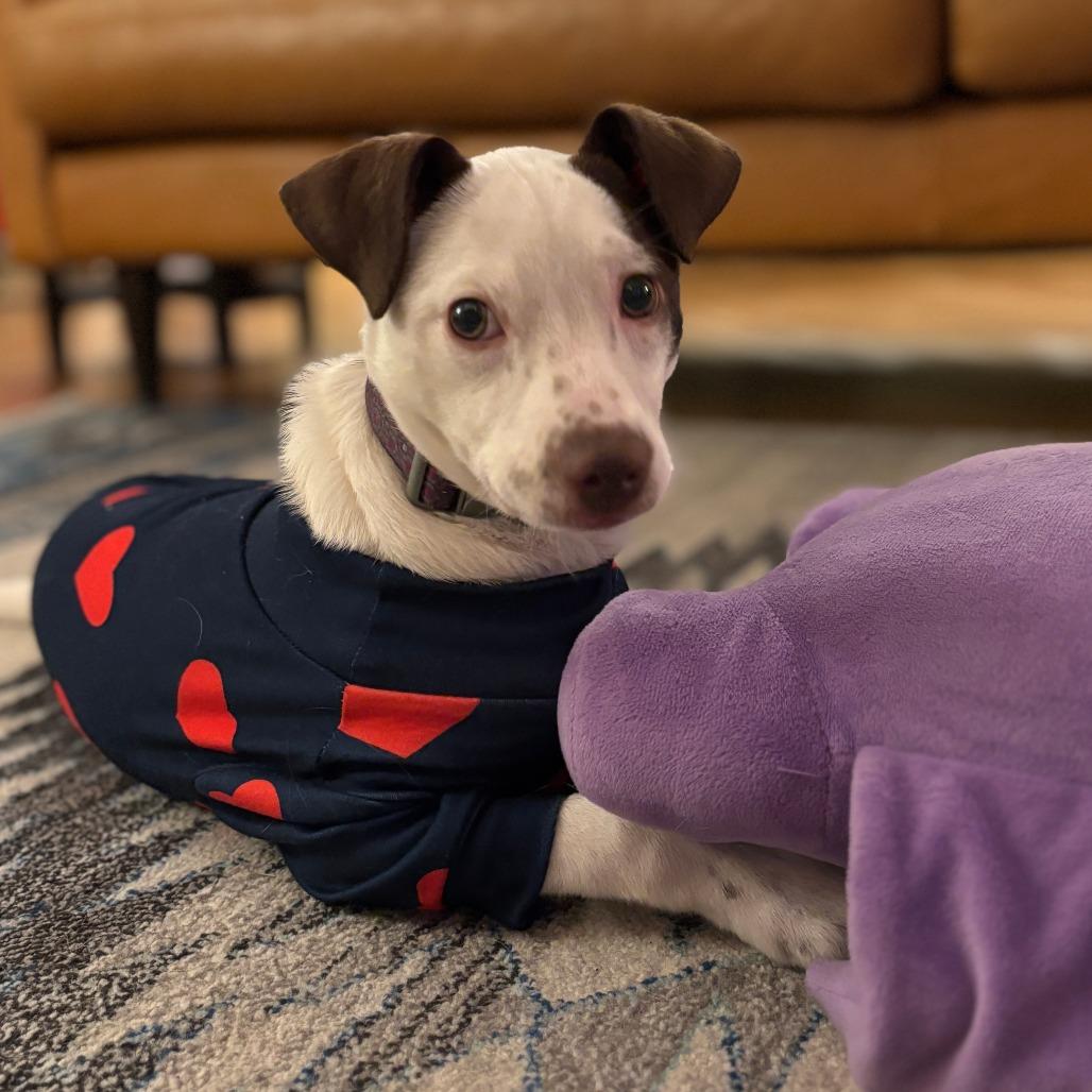 Sugar Socks D thumbnail 3