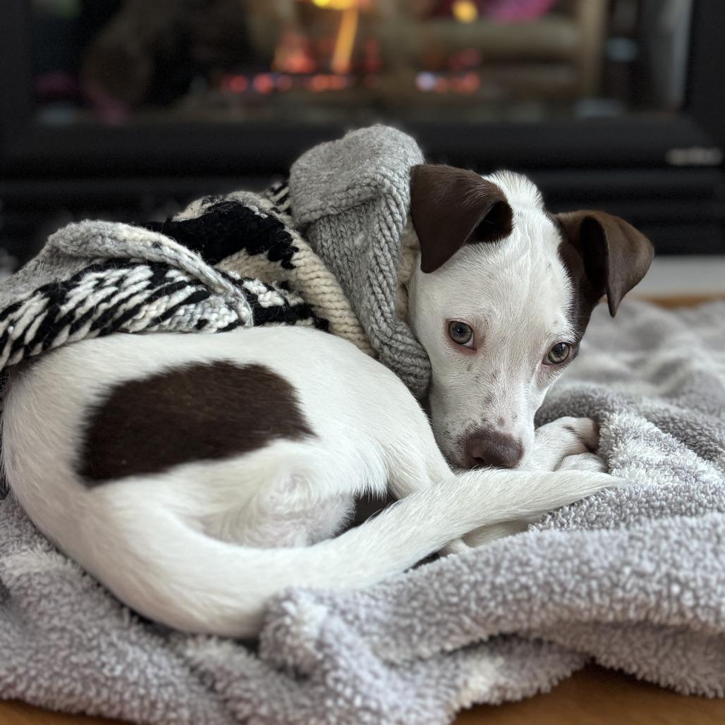 Sugar Socks D thumbnail 6