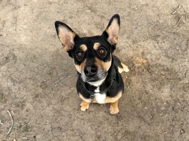 Clementine Cutest Goofy Gal thumbnail 2