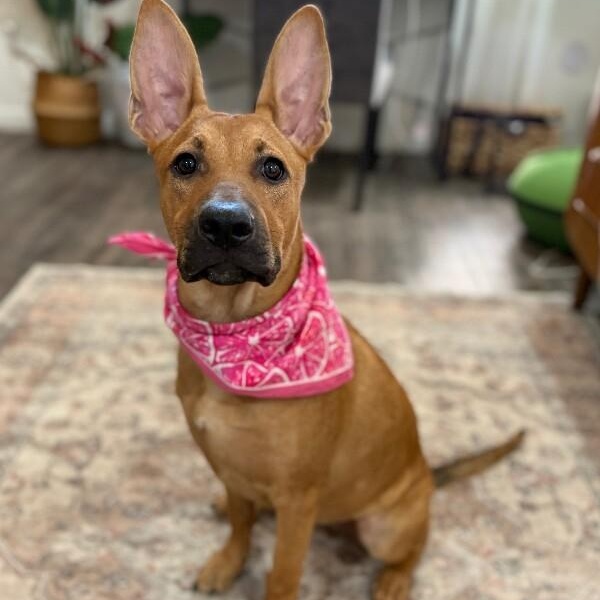 Feah Playful Little Working thumbnail 2