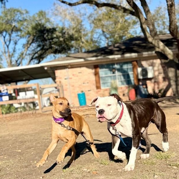 Feah Playful Little Working thumbnail 3