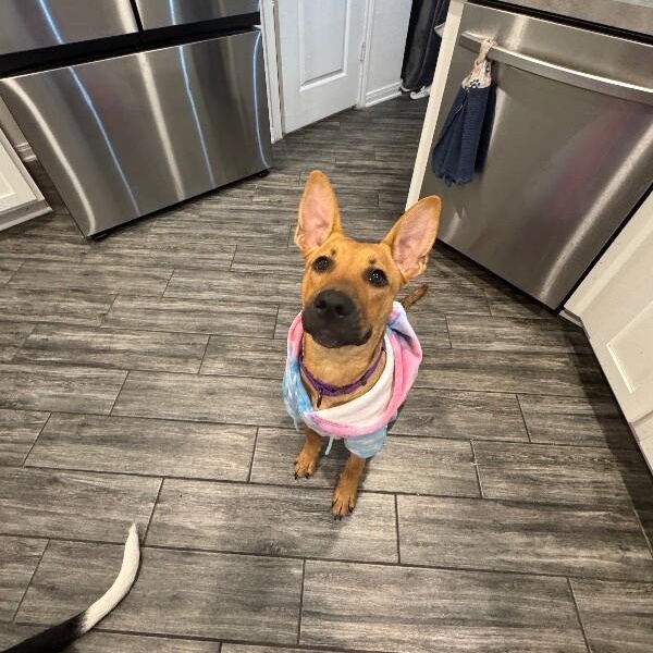 Feah Playful Little Working