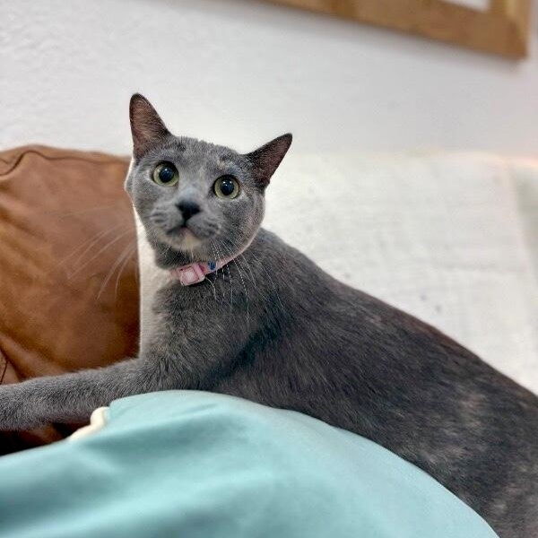 Moon River thumbnail 5