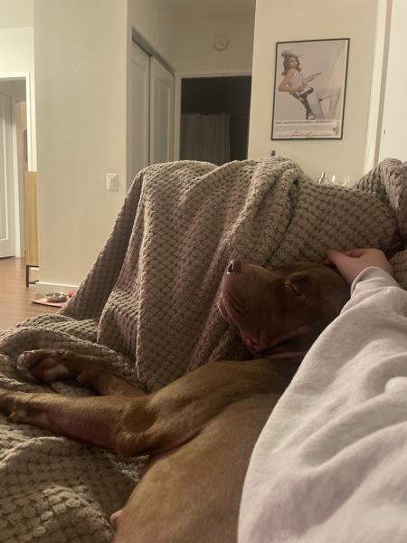 Chestnut thumbnail 2