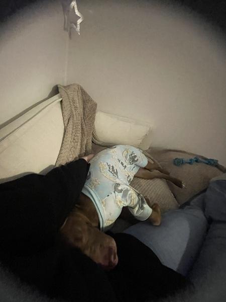 Chestnut thumbnail 3