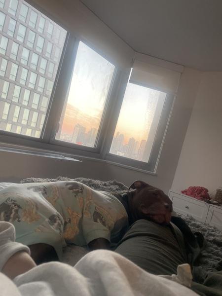 Chestnut thumbnail 4