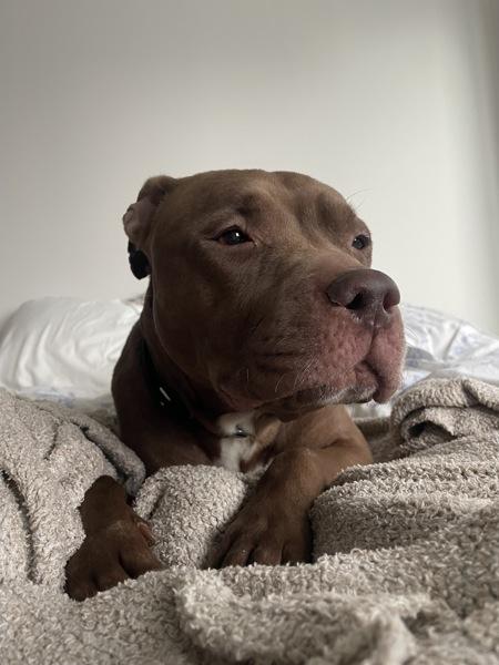 Chestnut thumbnail 6