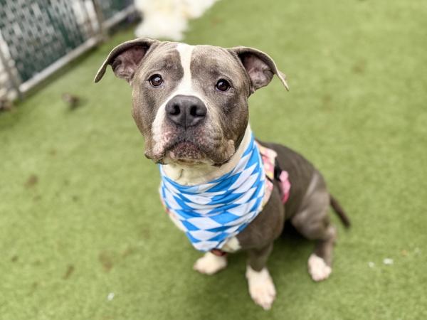 Sterling thumbnail 2