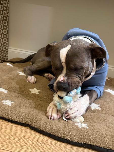 Sterling thumbnail 6