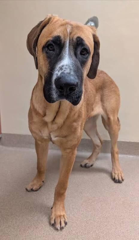 Blackjack thumbnail 2