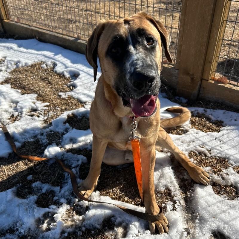 Blackjack thumbnail 3